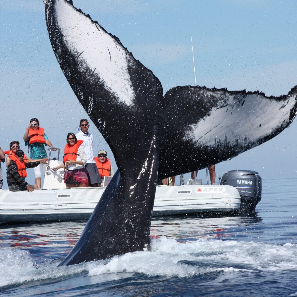 ballenas_en_el_santuario_el_vizcaino_joya_life_2