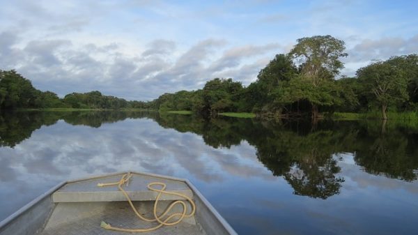 selva amazónica río árboles