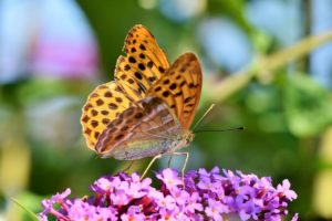 Soñar con mariposas