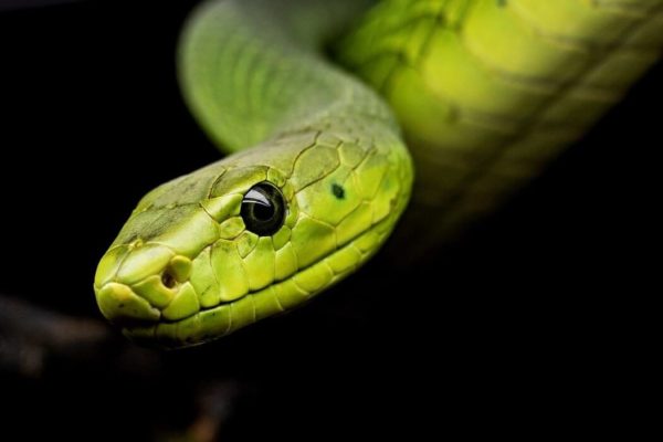 Soñar con serpientes verdes