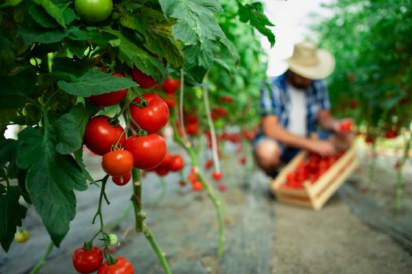 desventajas de los alimentos orgánicos