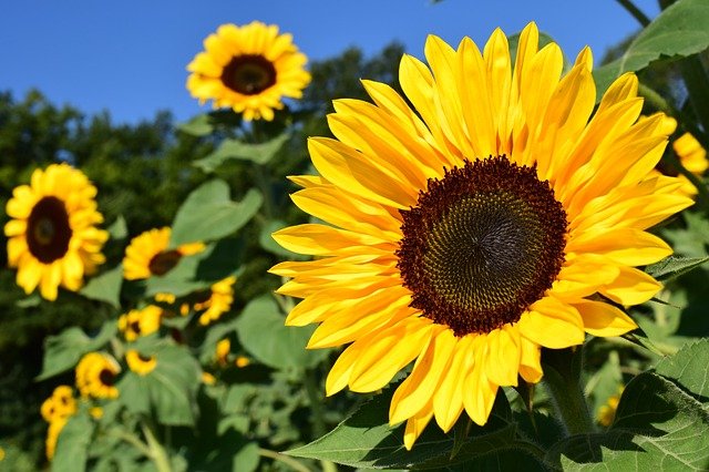 El girasol en el esoterismo: Descubre la magia de esta flor - Joya Life